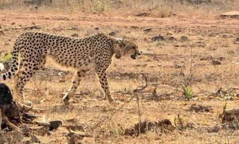 बोत्सवाना-से-28-फरवरी-को-एमपी-पहुंचेंगे-आठ-चीते,-2032-तक-आत्मनिर्भर-आबादी-बनाने-का-लक्ष्य