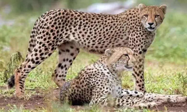 बोत्सवाना-से-आएंगे-8-चीते,-2032-तक-आत्मनिर्भर-आबादी-का-लक्ष्य-तय