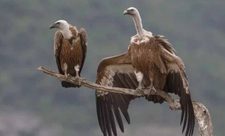 मुख्यमंत्री-डॉ.-यादव-आज-सोमवार-को-लुप्तप्राय-प्रजातियों-के-5-गिद्धों-को-हलाली-डेम-क्षेत्र-में-करेंगे-मुक्त