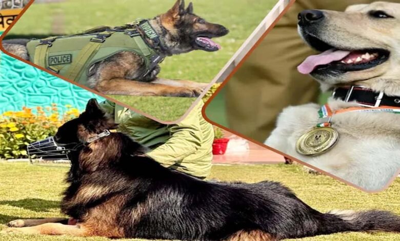 crpf-की-k9-यूनिट-बनी-आतंकियों-का-खौफ,-टॉयसन-जैसे-सैकड़ों-डॉग-कमांडो-तैयार