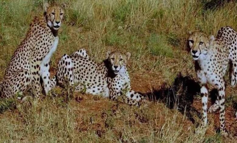 कूनो-के-चीतों-के-लिए-सालाना-₹1.27-करोड़-का-खर्च,-रोजाना-₹35-हजार-बकरी-मांस;-विधानसभा-में-सरकार-ने-किया-खुलासा