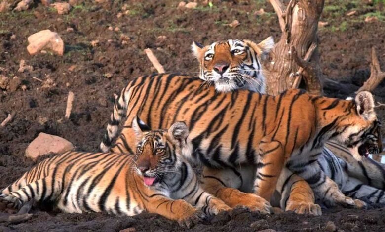 बांधवगढ़-में-ढाई-महीने-में-8-बाघों-की-मौत,-आधे-मामलों-का-पैटर्न-एक-जैसा,-हाईकोर्ट-में-उठा-शिकार-का-सवाल