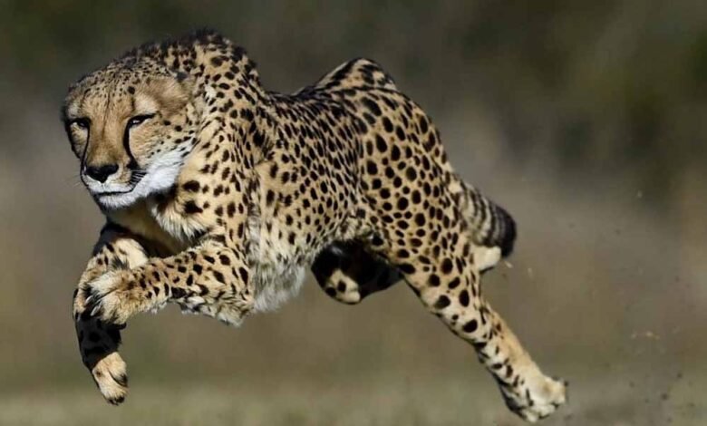 कूनो-में-आज-शनिवार-सुबह-होगी-ग्रैंड-लैंडिंग,-बोत्सवाना-से-आए-8-नए-चीते,-cm-mohan-yadav-करेंगे-बाड़े-में-रिलीज