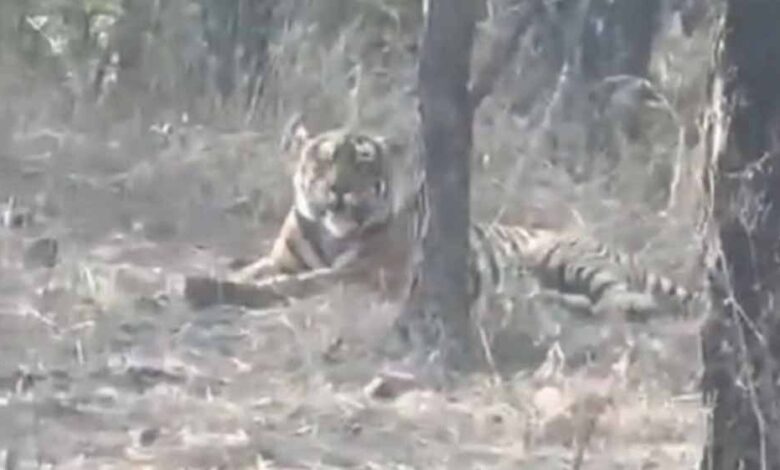 चीतों-के-घर-में-बाघ-की-एंट्री,-कूनो-नेशनल-पार्क-में-पहली-बार-देखा-गया,-कैमरे-में-कैद-हुई-तस्वीर