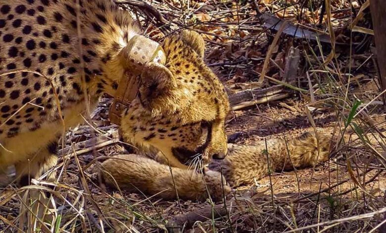 मुख्यमंत्री-डॉ.-यादव-ने-कूनो-राष्ट्रीय-उद्यान-में-5-शावकों-के-जन्म-पर-किया-हर्ष-व्यक्त