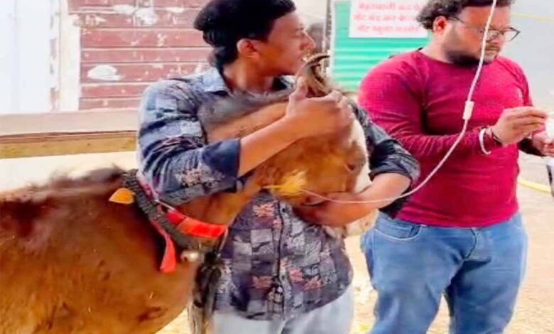 टोल-फ्री-नम्बर-1962-बना-लाइफ-लाइन,-घोड़े-के-बच्चे-को-मिला-नया-जीवन