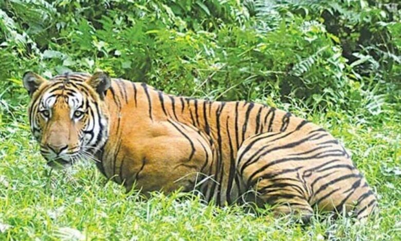 अंतर्राष्ट्रीय-बाघ-शिकारी-आदिन-सिंह-उर्फ-कल्ला-बावरिया-को-4-वर्ष-की-सजा