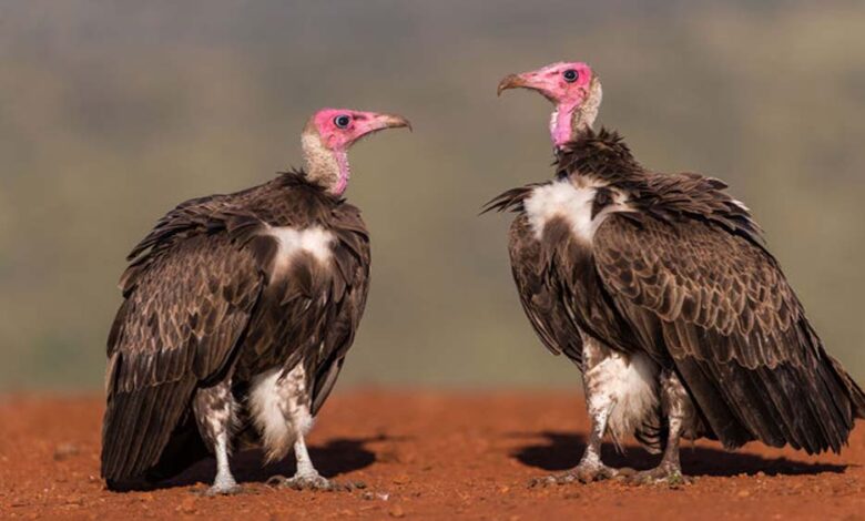 mp-में-पहली-बार-मोबाइल-एप-से-होगी-गिद्धों-की-गिनती,-7-प्रजातियों-पर-रखी-जाएगी-खास-नजर