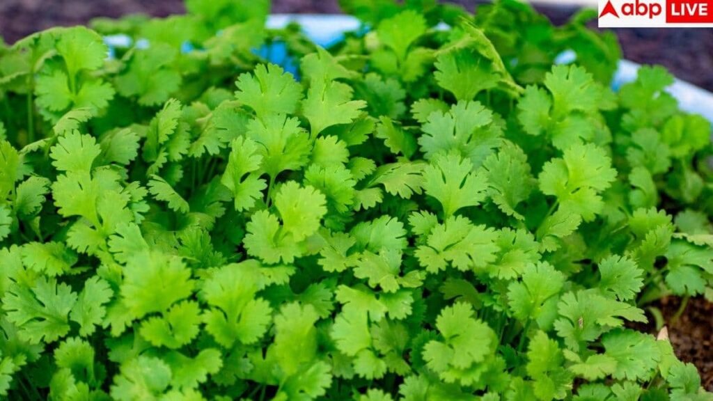 health-benefits-of-coriander-leaves:-हरा-धनिया-के-पत्ते-खाने-के-ये-5-फायदे-नहीं-जानते-होंगे-आप,-इन-बीमारियों-में-करते-हैं-मदद