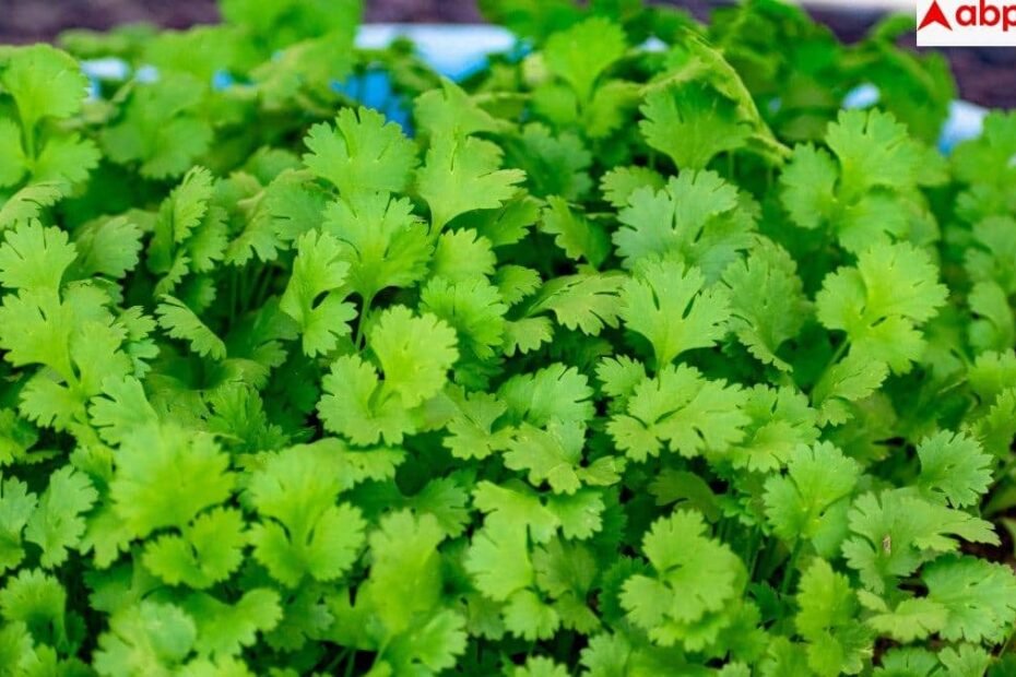 health-benefits-of-coriander-leaves:-हरा-धनिया-के-पत्ते-खाने-के-ये-5-फायदे-नहीं-जानते-होंगे-आप,-इन-बीमारियों-में-करते-हैं-मदद