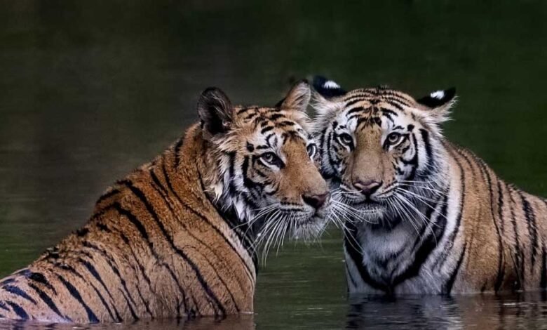 इंदौर-के-जंगलों-में-बाघ-की-वापसी,-नया-वाइल्डलाइफ-कॉरिडोर-बन-रहा-है