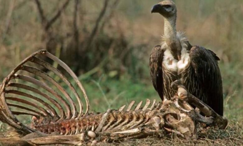 mp-में-गिद्धों-की-संख्या-14-हजार-पार,-पन्ना-में-लाल-सिर-वाले-और-वन-विहार-में-सफेद-पीठ-वाले-गिद्ध;-10-साल-में-दोगुने