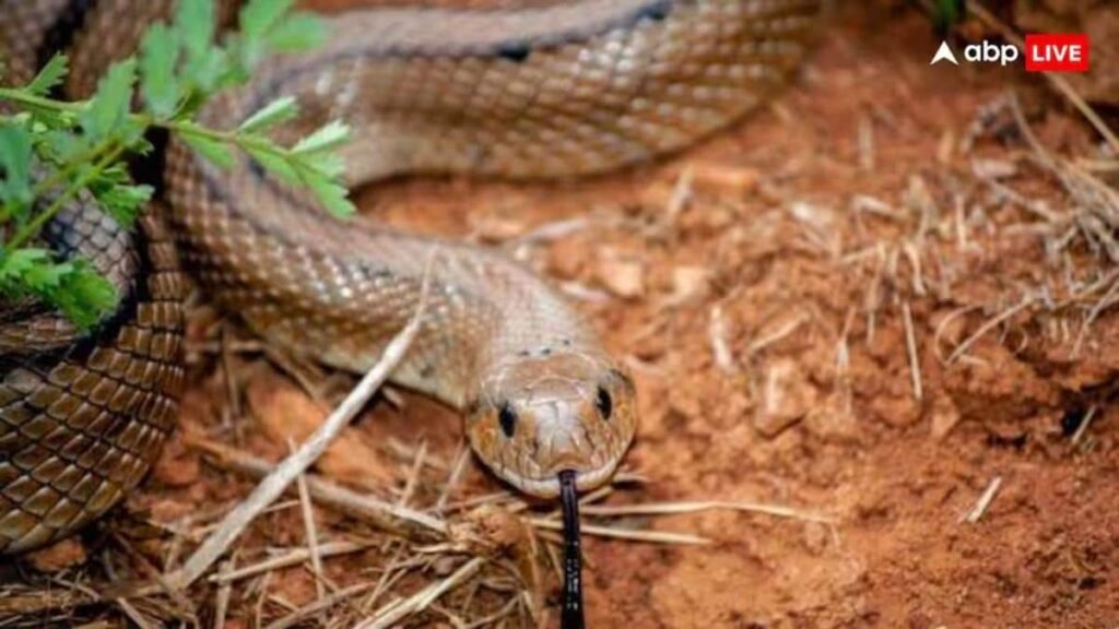 pilibhit-news:-पीलीभीत-में-युवक-को-जहरीले-सांप-ने-काटा,-डिब्बे-में-बंद-कर-अस्पताल-लेकर-पहुंचा-छोटा-भाई