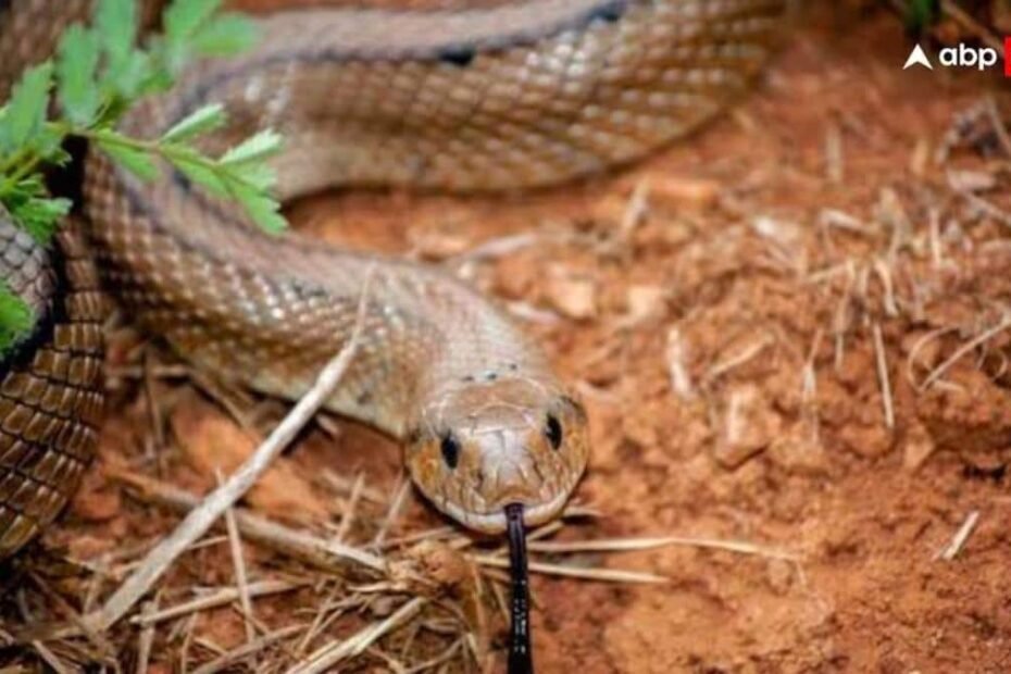 pilibhit-news:-पीलीभीत-में-युवक-को-जहरीले-सांप-ने-काटा,-डिब्बे-में-बंद-कर-अस्पताल-लेकर-पहुंचा-छोटा-भाई