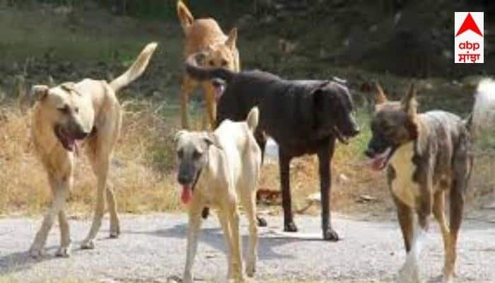 punjab:-मोगा-में-कुत्तों-के-झुंड-ने-महिला-पर-किया-जानलेवा-हमला,-शरीर-पर-हुए-गहरे-घाव,-अस्पताल-में-भर्ती