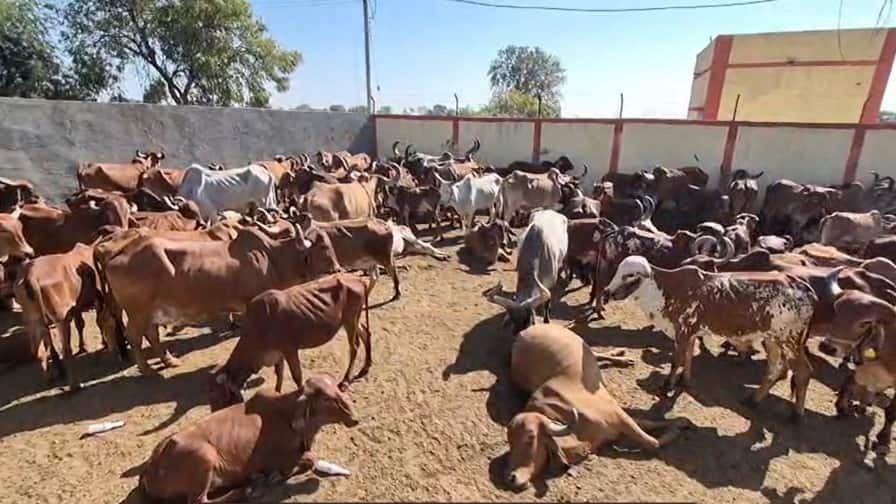योगी-सरकार-का-गोतस्करों-पर-कड़ा-प्रहार!-35-हजार-से-ज्यादा-आरोपी-सलाखों-के-पीछे,-14-हजार-से-ज्यादा-केस-दर्ज