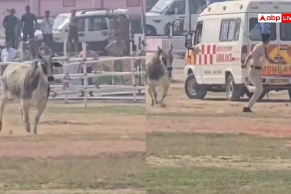 बेगूसराय:-cm-नीतीश-कुमार-के-आने-से-पहले-हेलीपैड-पर-सांड-की-एंट्री,-मची-अफरा-तफरी,-देखें-video