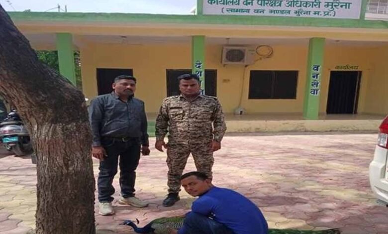 मुरैना-के-डायल-112-हीरोज:-संवेदनशीलता-का-उदाहरण,-घायल-राष्ट्रीय-पक्षी-मोर-को-समय-पर-मिला-उपचार