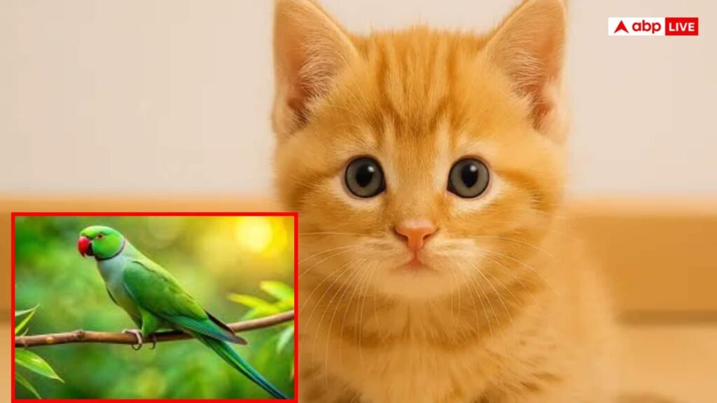 एक-पड़ोसी-के-पास-बिल्ली-दूसरे-के-पास-तोता,-फिर-क्या-हो-गया-लोचा!-हुआ-जबरदस्त-एक्शन-ड्रामा