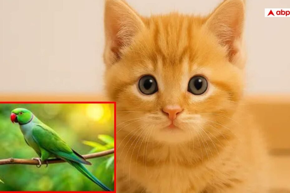 एक-पड़ोसी-के-पास-बिल्ली-दूसरे-के-पास-तोता,-फिर-क्या-हो-गया-लोचा!-हुआ-जबरदस्त-एक्शन-ड्रामा