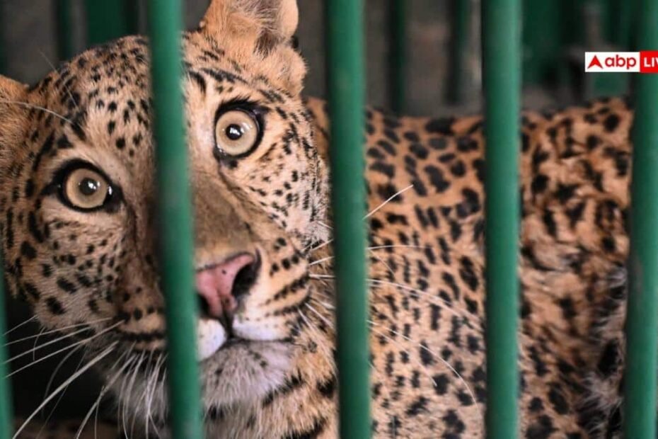 हिमाचल-प्रदेश:-मंडी-में-पानी-के-टैंक-में-गिरा-तेंदुआ,-वन-विभाग-ने-किया-सफल-रेस्क्यू