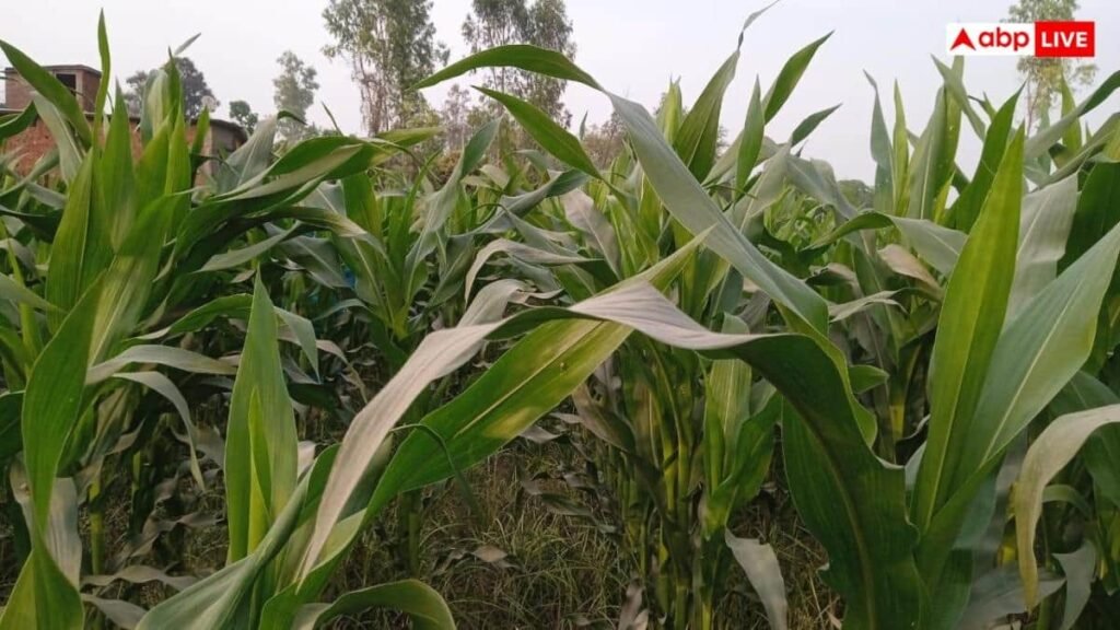 gorakhpur-news:-गो-आधारित-खेती-से-कृषि-लागत-घटाने-पर-योगी-सरकार-का-जोर,-जैविक-उपज-की-बढ़-रही-मांग