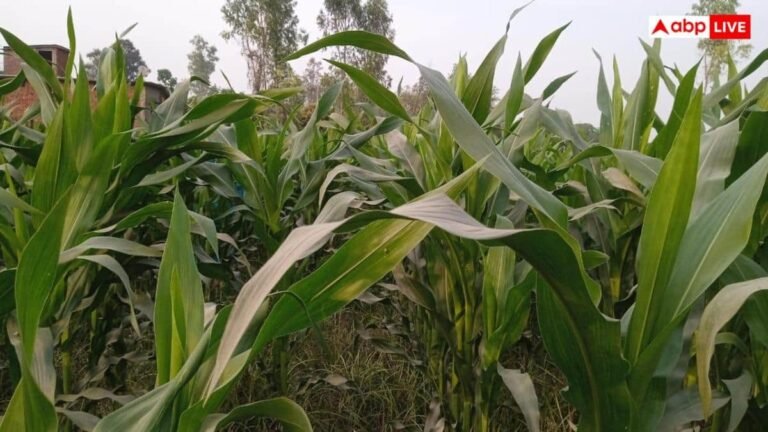 gorakhpur-news:-गो-आधारित-खेती-से-कृषि-लागत-घटाने-पर-योगी-सरकार-का-जोर,-जैविक-उपज-की-बढ़-रही-मांग