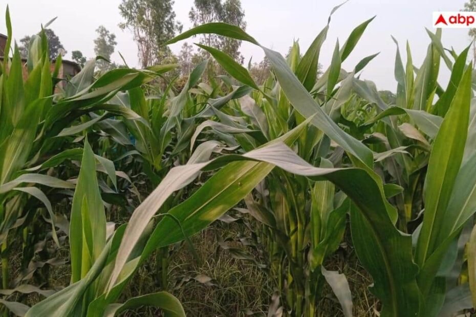 gorakhpur-news:-गो-आधारित-खेती-से-कृषि-लागत-घटाने-पर-योगी-सरकार-का-जोर,-जैविक-उपज-की-बढ़-रही-मांग