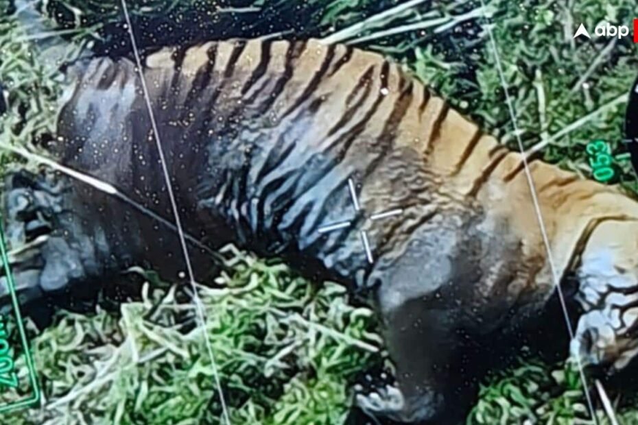 bihar-news:-वाल्मीकि-टाइगर-रिजर्व-में-नदी-किनारे-मिली-डेढ़-साल-की-बाघिन,-दो-दिन-से-तलाश-में-था-विन-विभाग