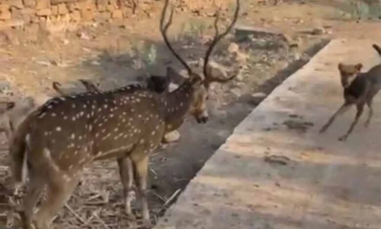छतरपुर-में-बच्चों-की-बहादुरी,-आवारा-कुत्तों-के-जबड़े-से-हिरण-को-बचाकर-जंगल-में-छोड़ा