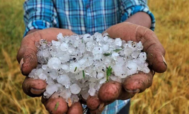 बदनावर-में-कुदरत-का-कहर:-मक्का-के-दानों-जैसे-गिरे-ओले,-आधे-घंटे-में-हजारों-बीघा-फसल-बर्बाद