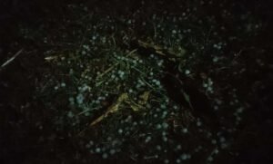 जरही-में-कुदरत-का-कहर,-आंधी-तूफान-वा-बारिश-के-साथ-गिरे-ओले