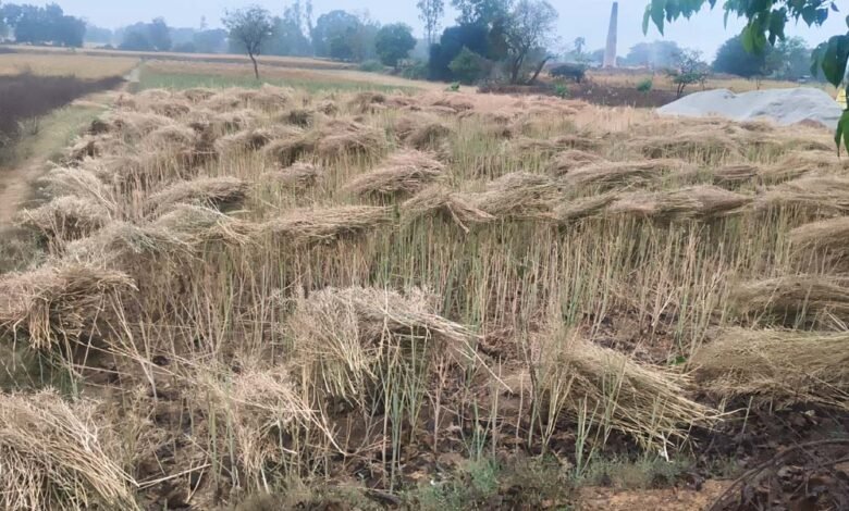 प्रदेश-के-42-जिलों-में-तबाही,-ओलावृष्टि-बारिश-से-फसलें-बर्बाद,-14-जिलों-में-आज-भी-खतरा