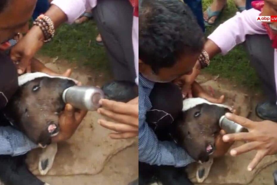 बिहार:-2-मुंह-और-4-आंखों-वाले-बछड़े-को-देखने-उमड़ा-जनसैलाब,-आस्था-के-साथ-लोग-पिला-रहे-दूध