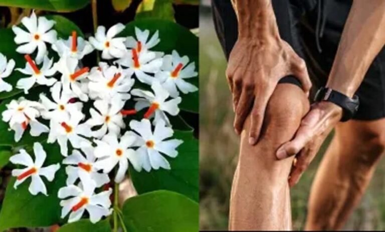 फूल-भी-करते-हैं-दवा-का-काम,-इन-रोगों-में-ये-हैं-रामबाण