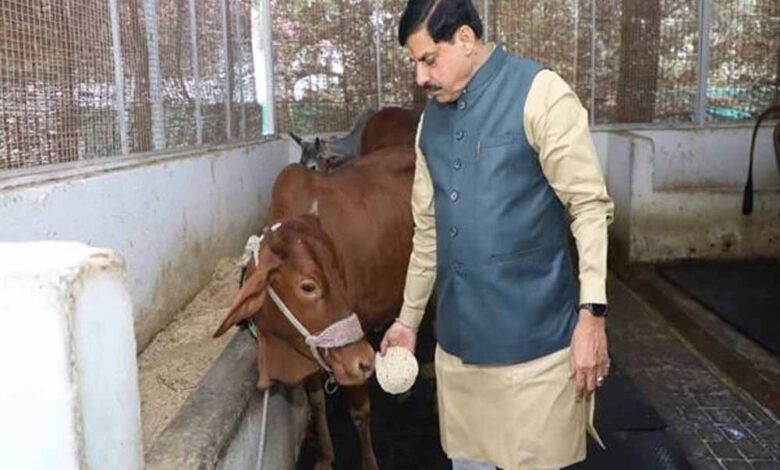 मुख्यमंत्री-डॉ.-यादव-ने-गौ-सेवा-कर-की-अपने-जन्मदिन-की-शुरूआत