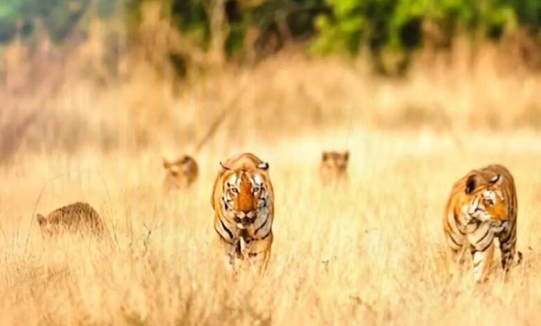 खिवनी-अभयारण्य-में-दुर्लभ-दृश्य:-सड़क-पर-दिखा-बाघ-परिवार,-20-मिनट-तक-थमी-रही-टूरिस्ट-की-सांसें