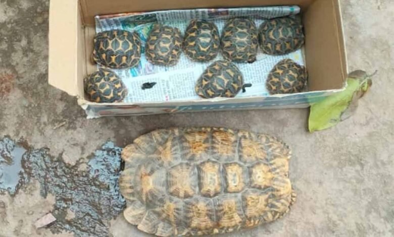 प्रतिबंधित-वन्य-जीवों-की-अवैध-बिक्री-एवं-पालन-पर-होगी-सख्त-कार्रवाई