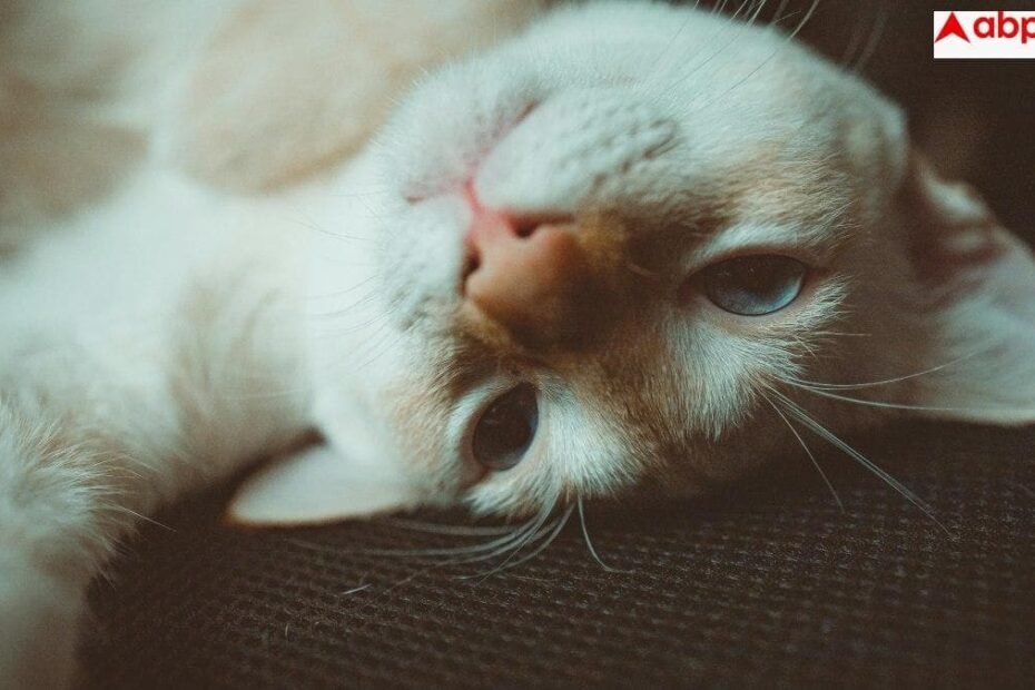 sporothrix-brasiliensis-fungus:-सावधान!-बिल्लियों-से-फैल-रहा-जानलेवा-फंगल-इंफेक्शन’,-यहां-मिला-रोंगटे-खड़े-कर-देने-वाला-मामला