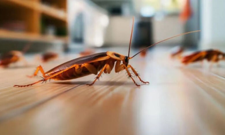 कॉकरोच-भगाने-के-सबसे-असरदार-घरेलू-उपाय