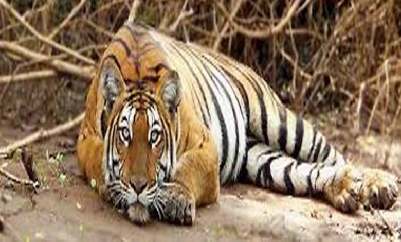 बैल-की-मौत-का-बदला-बना-बाघ-की-जान-का-दुश्मन:-जहर-देकर-हत्या,-रेडियो-कॉलर-से-खुला-राज