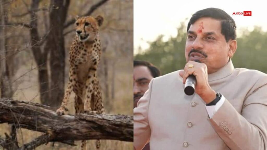 कूनो-नेशनल-पार्क-में-जन्मी-चीता-‘मुखी’-हुई-तीन-साल-की,-cm-मोहन-यादव-ने-बताया-गौरव-का-पल