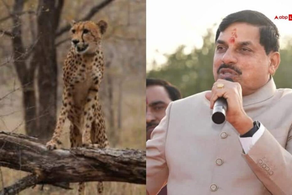कूनो-नेशनल-पार्क-में-जन्मी-चीता-‘मुखी’-हुई-तीन-साल-की,-cm-मोहन-यादव-ने-बताया-गौरव-का-पल