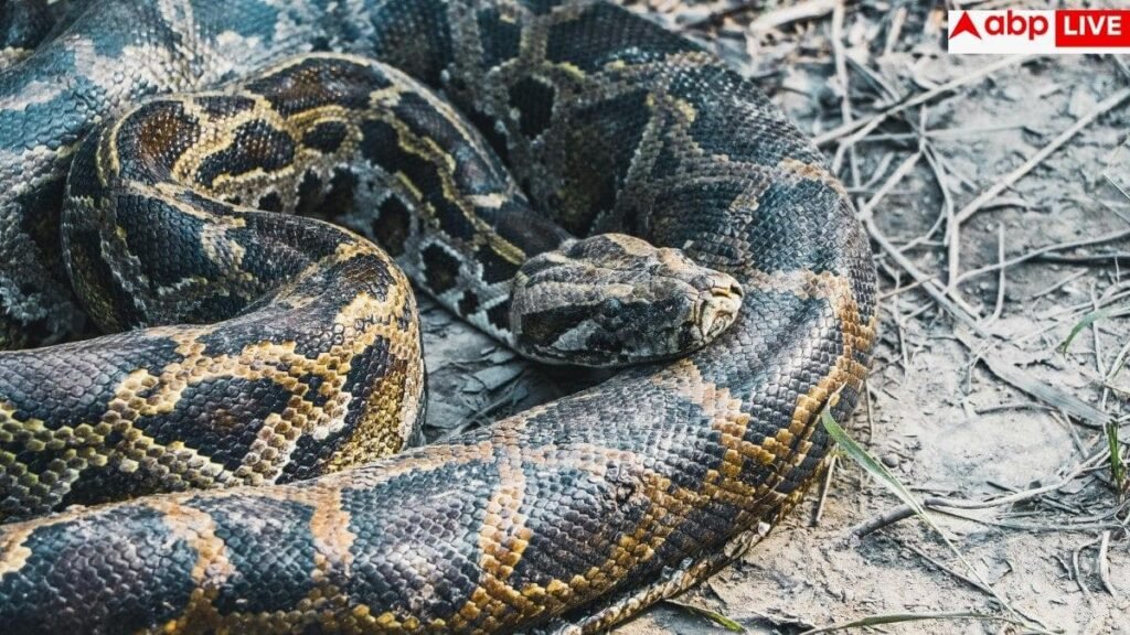 python-weight-loss:-खतरनाक-अजगर-कम-करेगा-आपका-वजन?-वैज्ञानिकों-ने-खून-में-खोजा-‘जादुई-तत्व’,-जो-मिटा-देगा-आपकी-भूख!