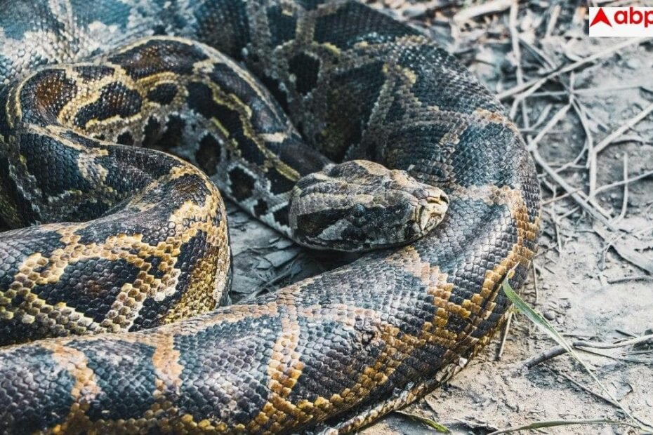 python-weight-loss:-खतरनाक-अजगर-कम-करेगा-आपका-वजन?-वैज्ञानिकों-ने-खून-में-खोजा-‘जादुई-तत्व’,-जो-मिटा-देगा-आपकी-भूख!