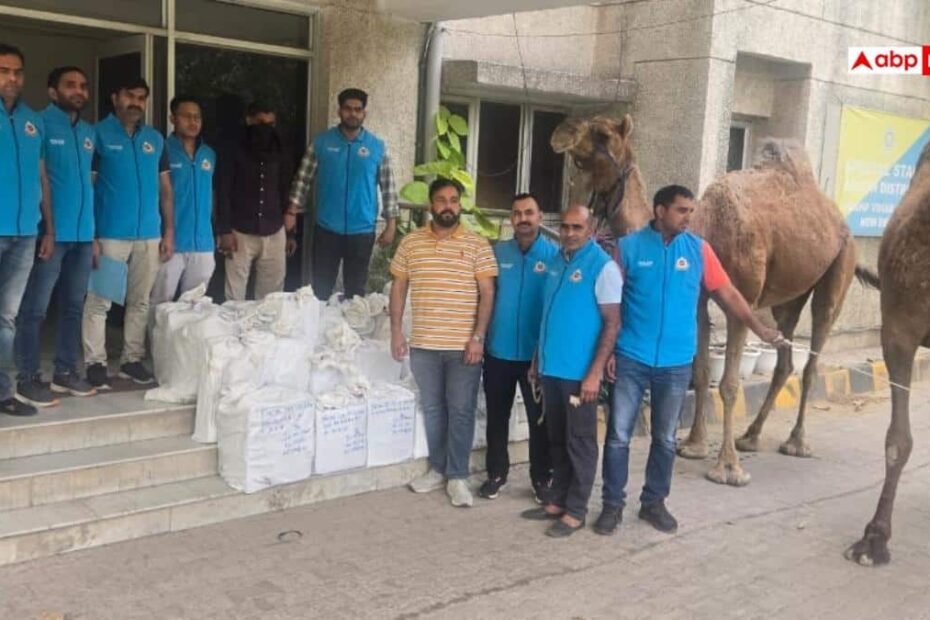 ऊंटों-पर-लादकर-दिल्ली-में-आ-रही-थी-अवैध-शराब,-पुलिस-ने-तस्कर-को-दबोचा