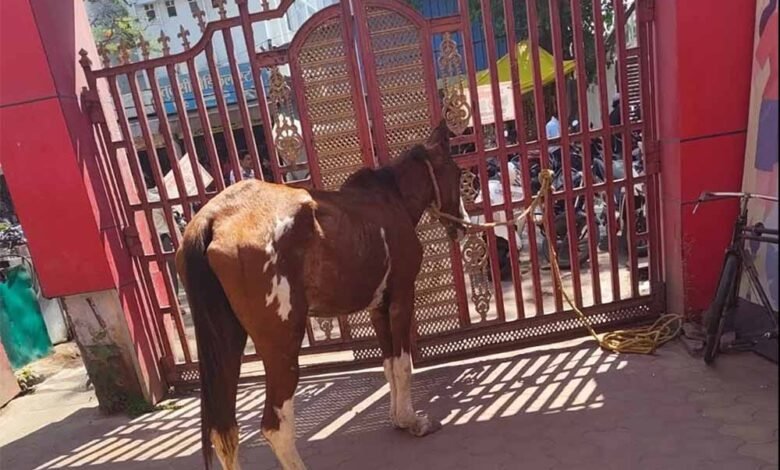 पार्क-में-‘घोड़े-की-मौज’:-तीन-दिन-से-घास-चर-रहा-था,-नगर-पालिका-ने-किया-‘गिरफ्तार’