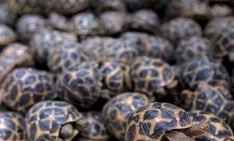 रेल-मार्ग-से-दुर्लभ-प्रजाति-के-वन्यजीवों-की-तस्करी-का-बड़ा-नेटवर्क-एक्सपोज