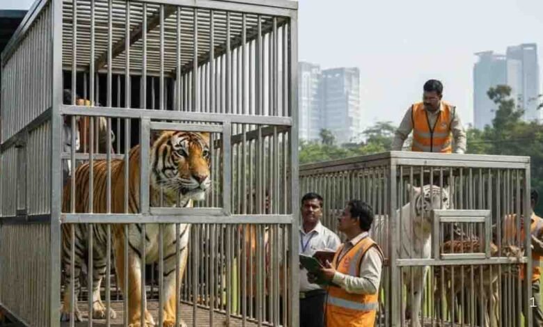 पटना-जू-में-जल्द-दहाड़ेगी-सफेद-बाघिन,-दिल्ली-और-रोहतक-से-आएंगे-कई-नए-दुर्लभ-वन्यजीव