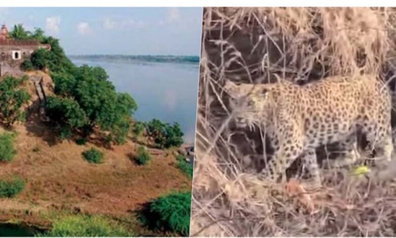 नर्मदा-में-बोटिंग-के-दौरान-चट्टानों-पर-आराम-करता-दिखा-तेंदुआ,-पर्यटकों-में-मची-हलचल